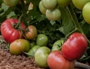 Отглеждане на домати - всичко, което НЕ знаете