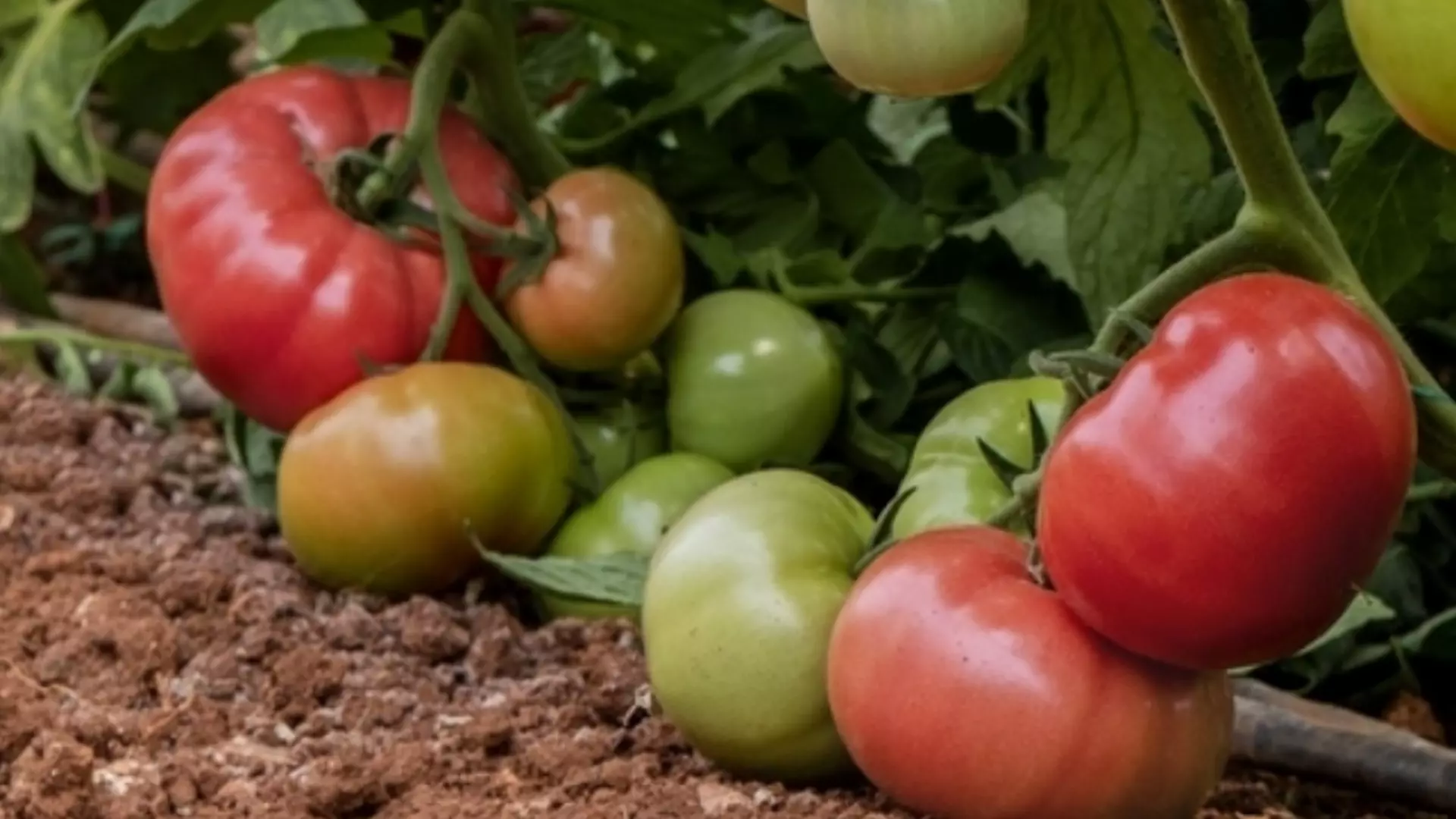 Отглеждане на домати - всичко, което НЕ знаете