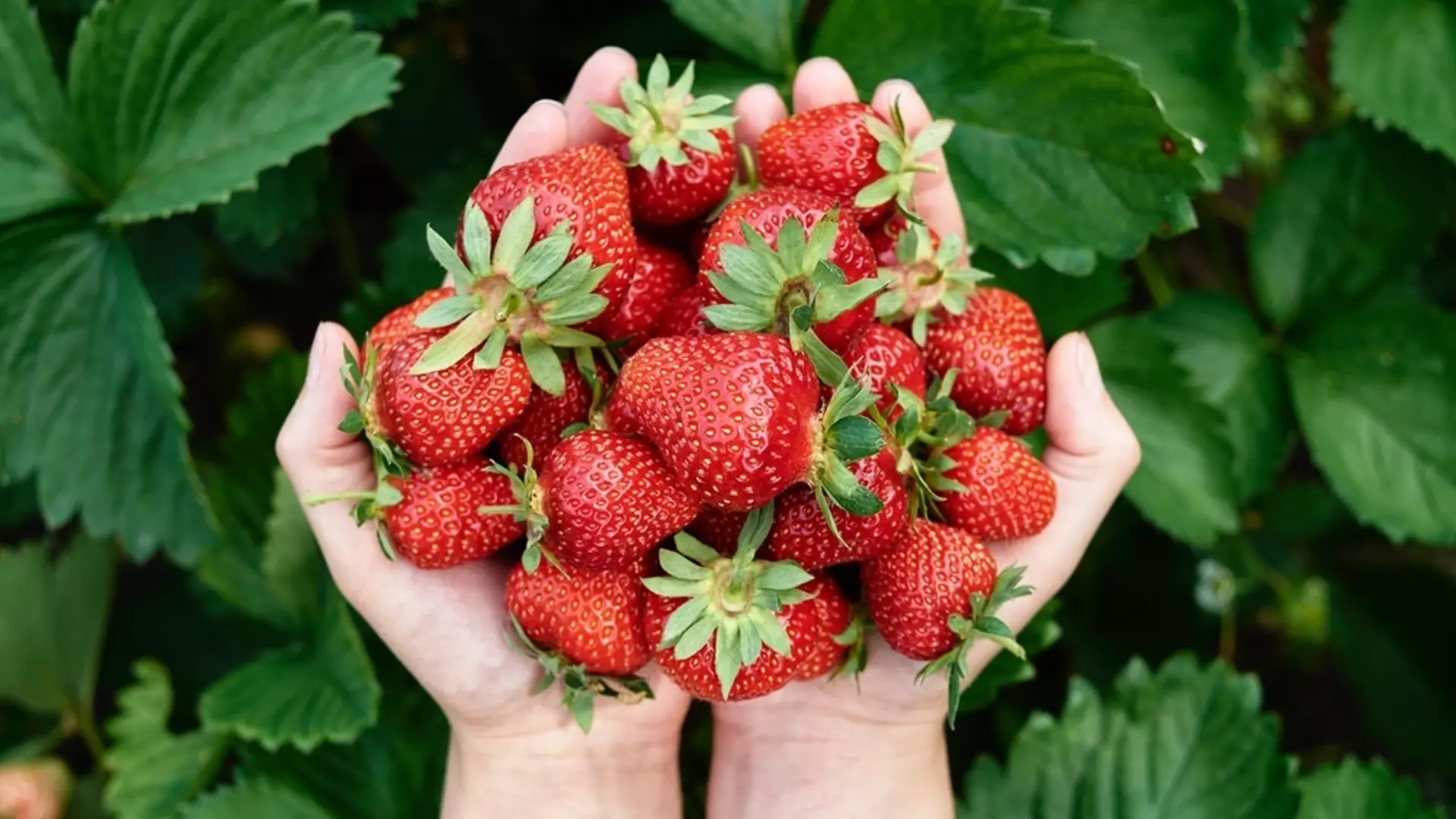 Напръскайте ягодите с това, за да прогоните вредителите