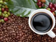 Вносителите на кафе засилват доставките преди закона за обезлесяването на ЕС