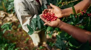 Преди закона за обезлесяването на ЕС: Вносителте на кафе ускоряват доставките 