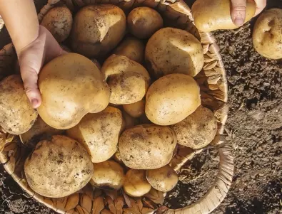 Колко време след засаждане поникват картофите?