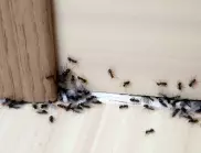 Ефективното естествено средство за отблъскване на мравките