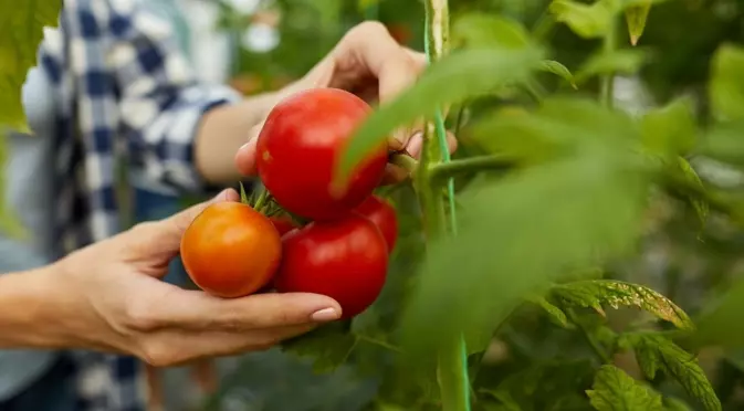 Кога е най-добре да се направи листно подхранване на домати?