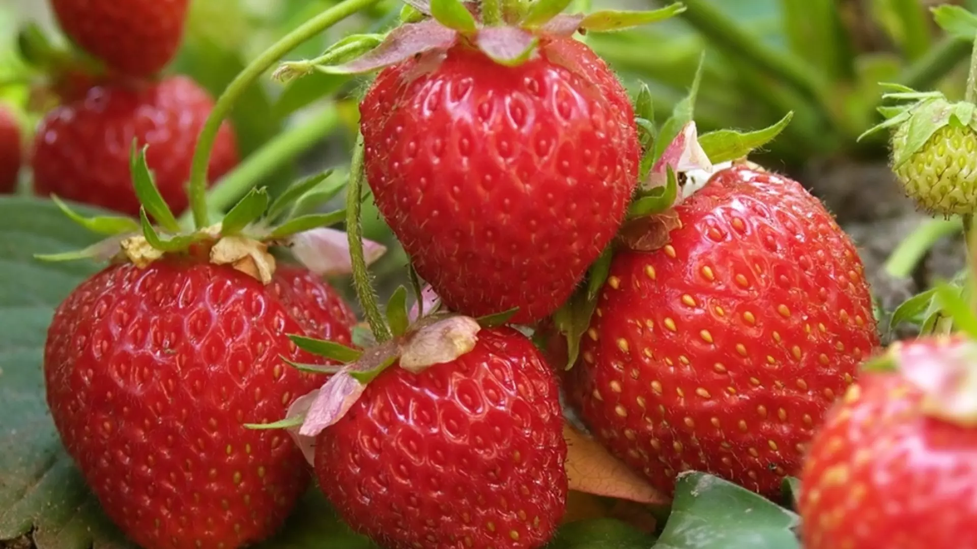 Колко често трябва да се поливат ягодите?