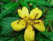 Как да се избавите от мравките в градината с помощта на олио?