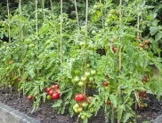Торене на доматите - кога и как се прави, за да приберете по 20 кг реколта от корен