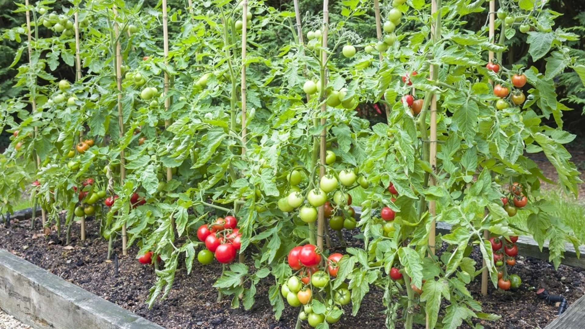 Торене на доматите - кога и как се прави, за да приберете по 20 кг реколта от корен