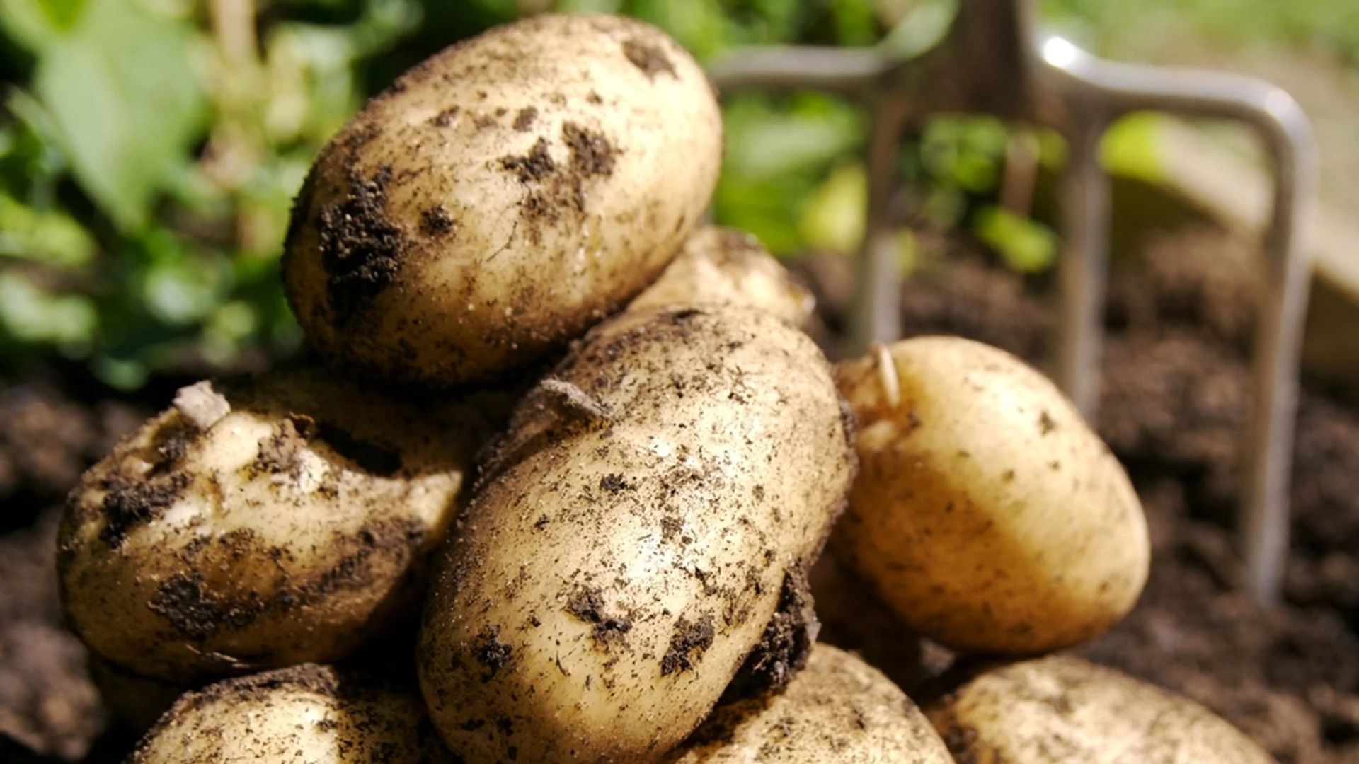 С какво е подходящо да се пръскат картофите след дъжд?
