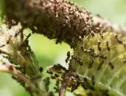 Борба с мравките в градината - 5 метода, които работят