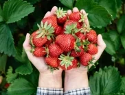 Колко се повишава кръвната захар при консумация на ягоди?