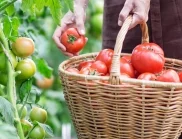 С какво не трябва да се пръскат доматите след дъжд?
