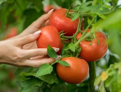 С какво да напръскате доматите, за да ги предпазите от акари?