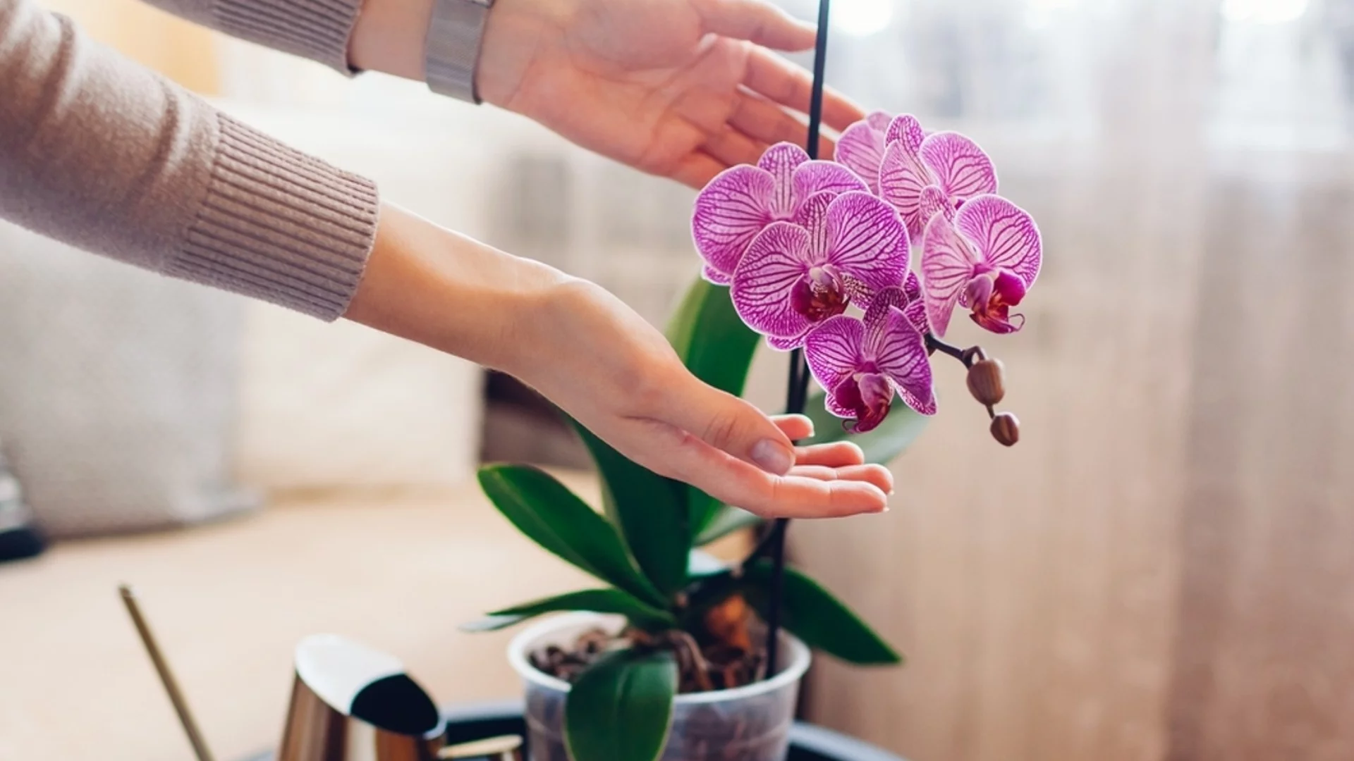 Как се прави правилно торене на орхидея?