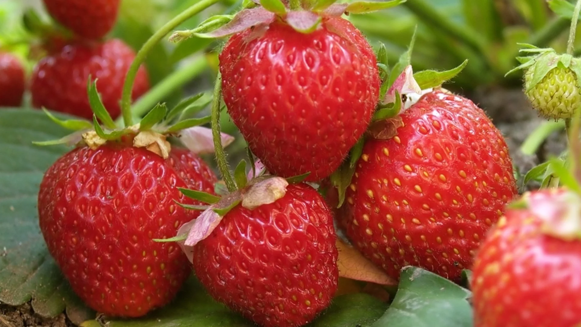Как да торите ягодите, за да са по-сладки?