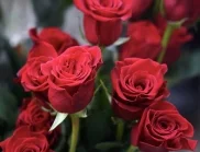 Защо червената роза се е превърнала в символ на любов?