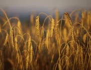 Пшеницата покори 9-месечен връх заради опасенията от свиване на запасите 