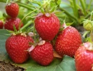 Кога е най-доброто време за засаждане на ягоди през 2024 г