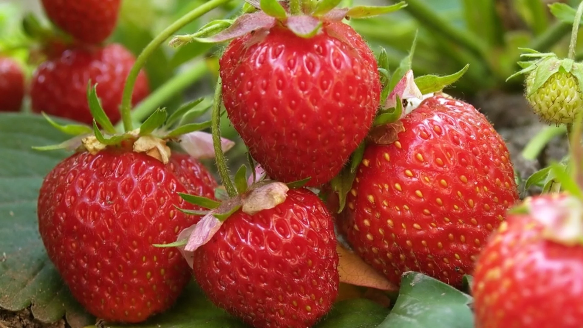 Кога е най-доброто време за засаждане на ягоди през 2024 г