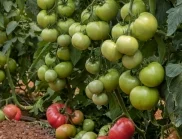 Растенията, които трябва да засадите до доматите - реколтата няма да има прибиране