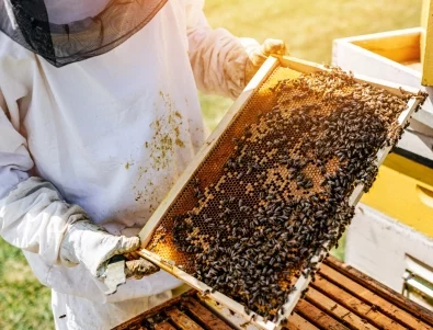 Какво представлява лятното подхранване на пчелите