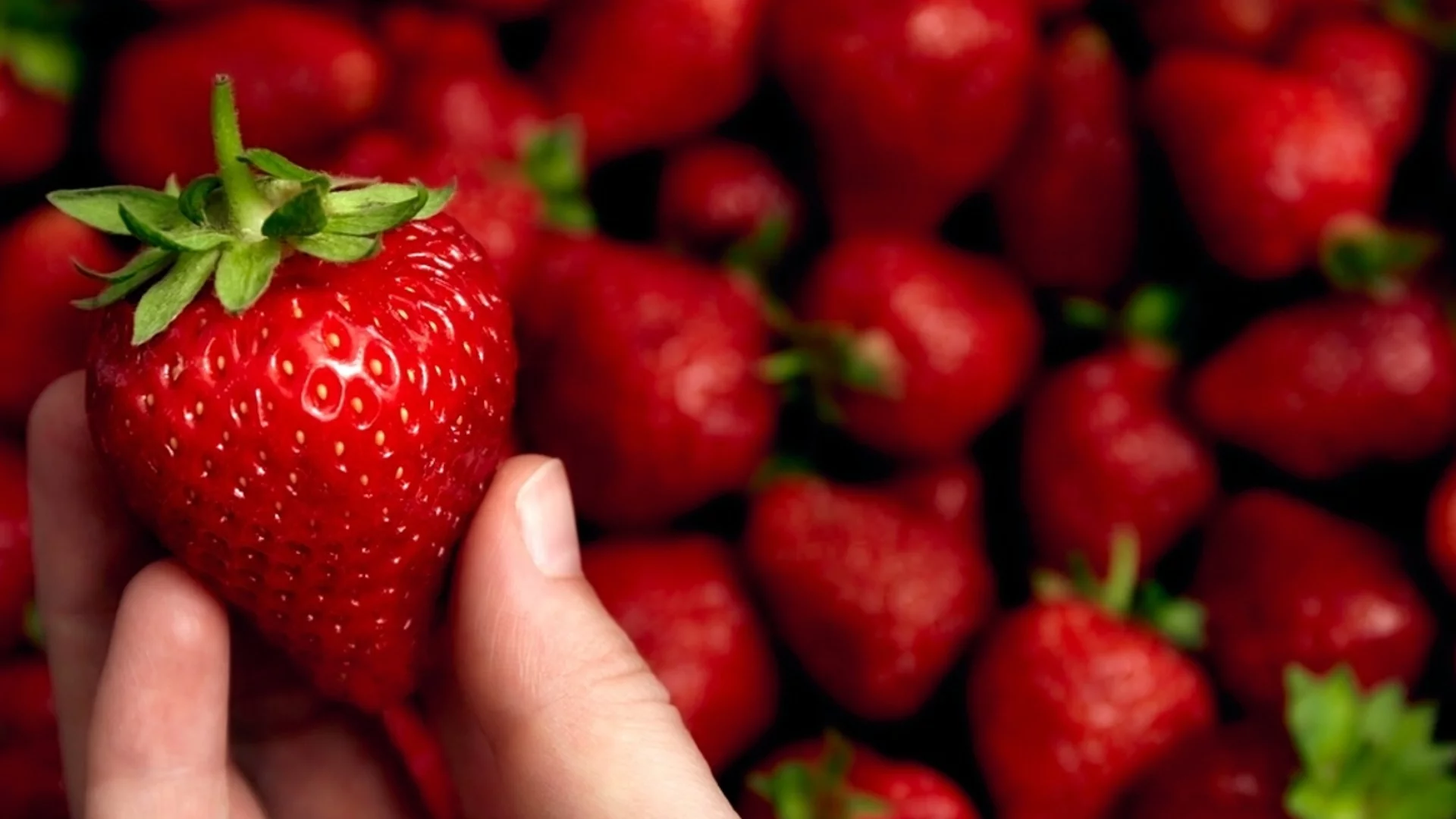 Опитен градинар: Това са най-добрите сортове ягоди