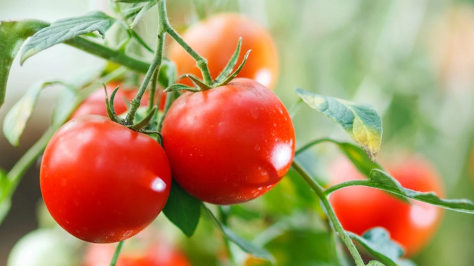 Подхранване на доматения разсад с АСПИРИН – резултатите са повече от добри 