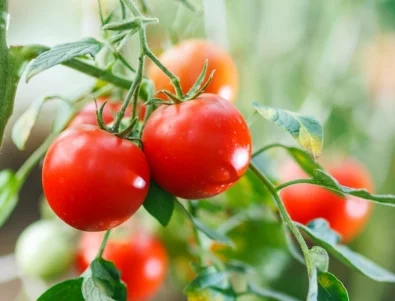 Подхранване на доматения разсад с АСПИРИН – резултатите са повече от добри 