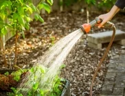 Правила за поливане на градината: кога е най-добре да го направите и колко често?