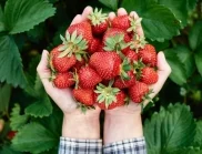 Какво да засадите до ягодите, за да получите невероятна реколта?