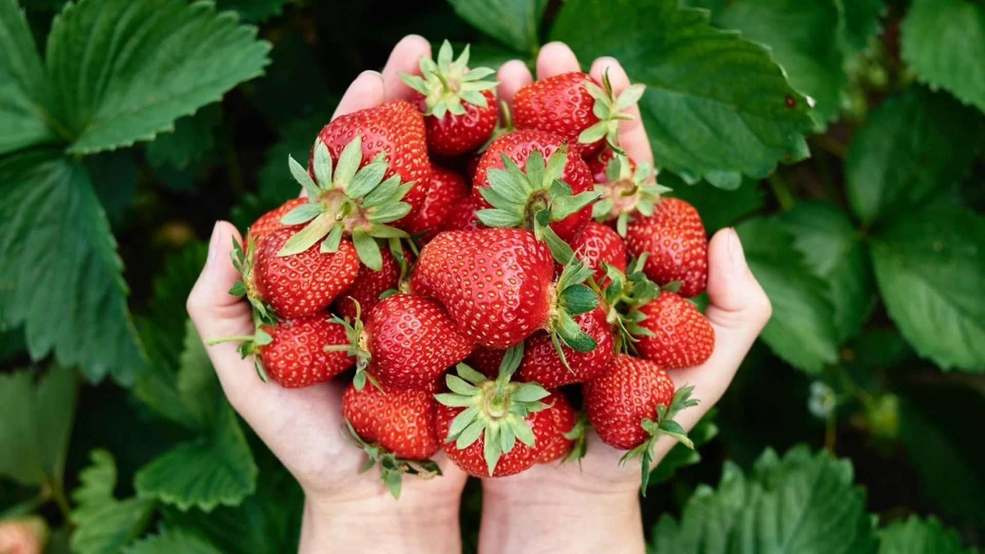 Какво да засадите до ягодите, за да получите невероятна реколта?