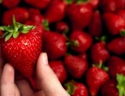 Как да познаете ягодите, които са пълни с нитрати