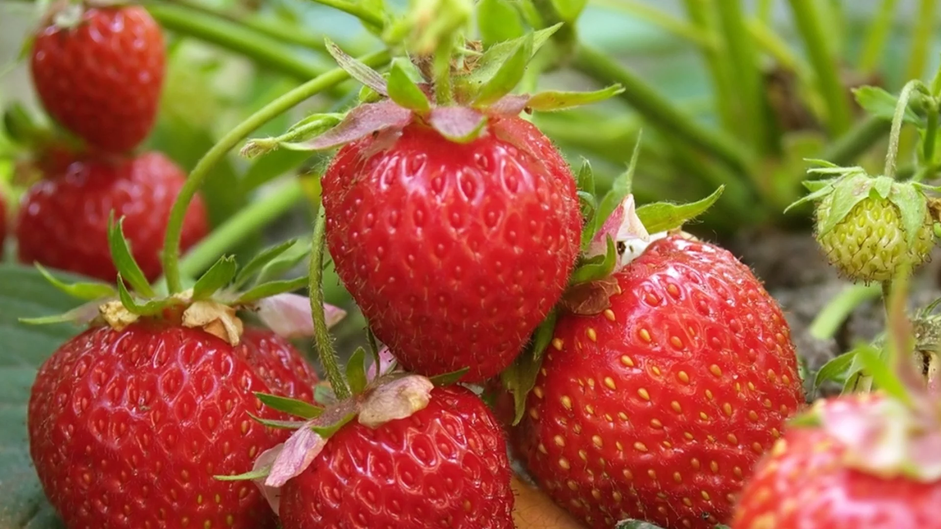 Торене на ягодите - 5 правила, които НЕ трябва да забравяте