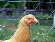 Умъртяват над 4 млн. пилета в щат в САЩ