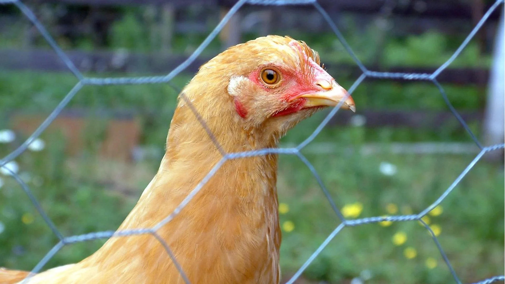 Умъртяват над 4 млн. пилета в щат в САЩ