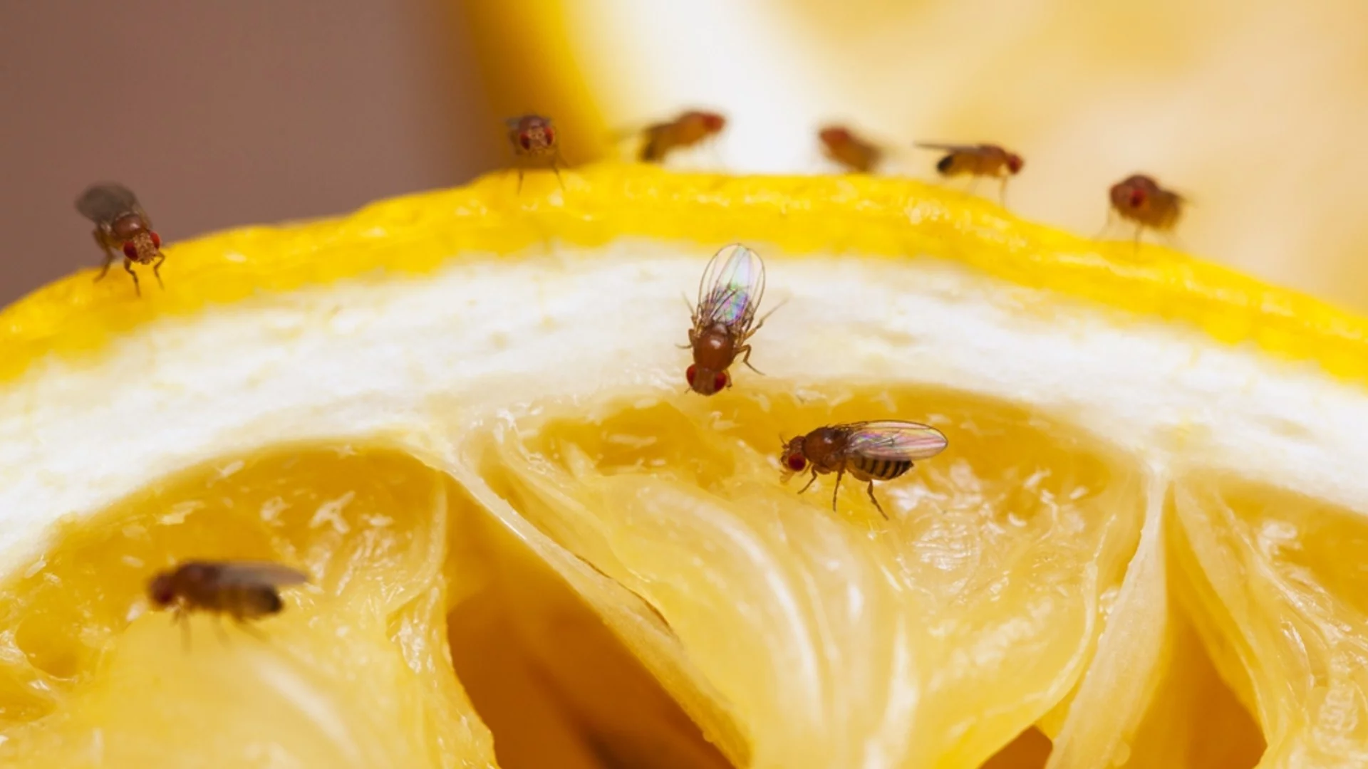 Какви народни средства помагат да се отървете от мушици?
