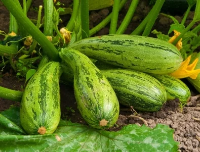 Как да съберете богата реколта от тиквички: Прости тайни на опитни градинари
