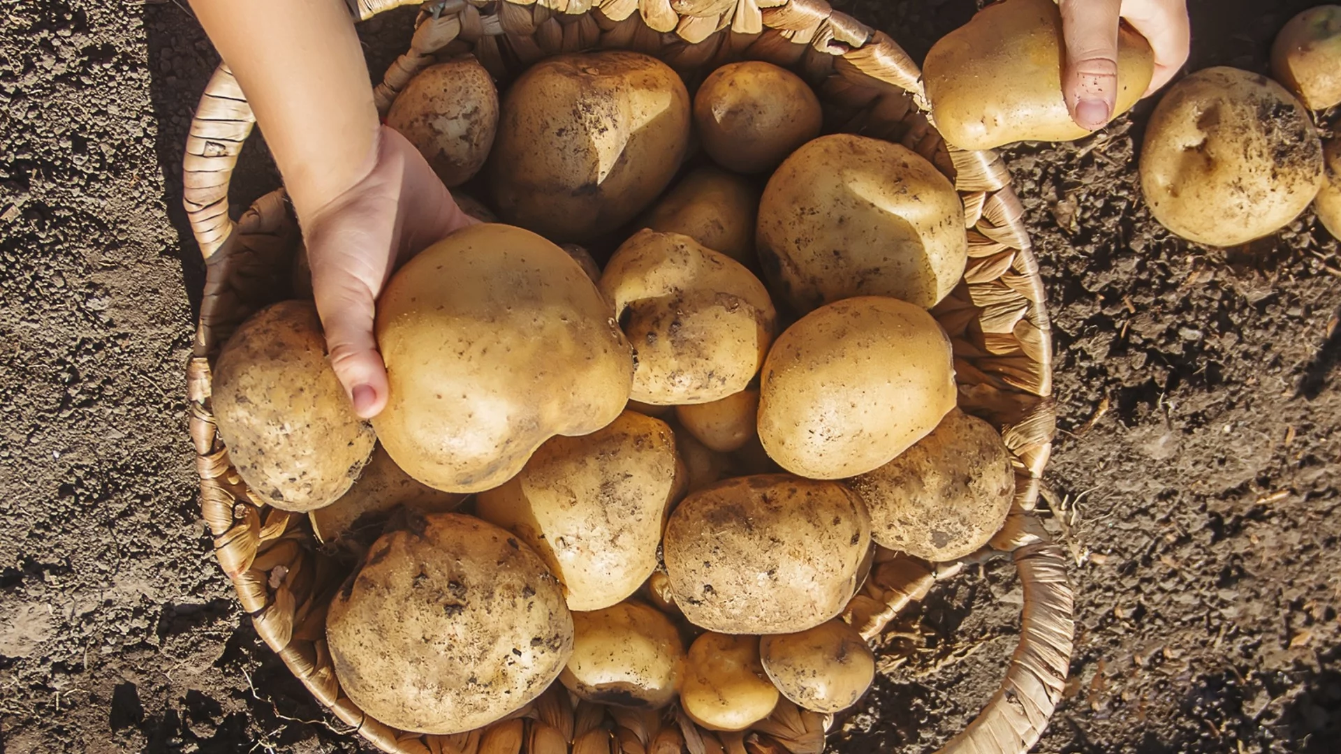 Торовете, които правят картофите дребни и безвкусни