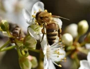 Пчелен прашец с кисело мляко за отслабване - ето как се използва!
