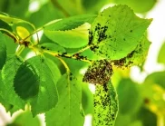 Бабиният лек срещу листни въшки и мана в градината