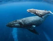 Документален филм за света на китовете с премиера в кино "Влайкова"