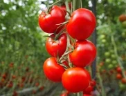 Кога е необходимо да се направи ръчно опрашване на доматите?