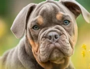 Огромно куче нахапа коминочистач във Великобритания (СНИМКА)