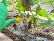 Поливане на краставиците за успешна реколта