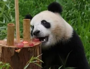 Зоопаркът във Вашингтон посреща внук на пандите, които върна на Китай
