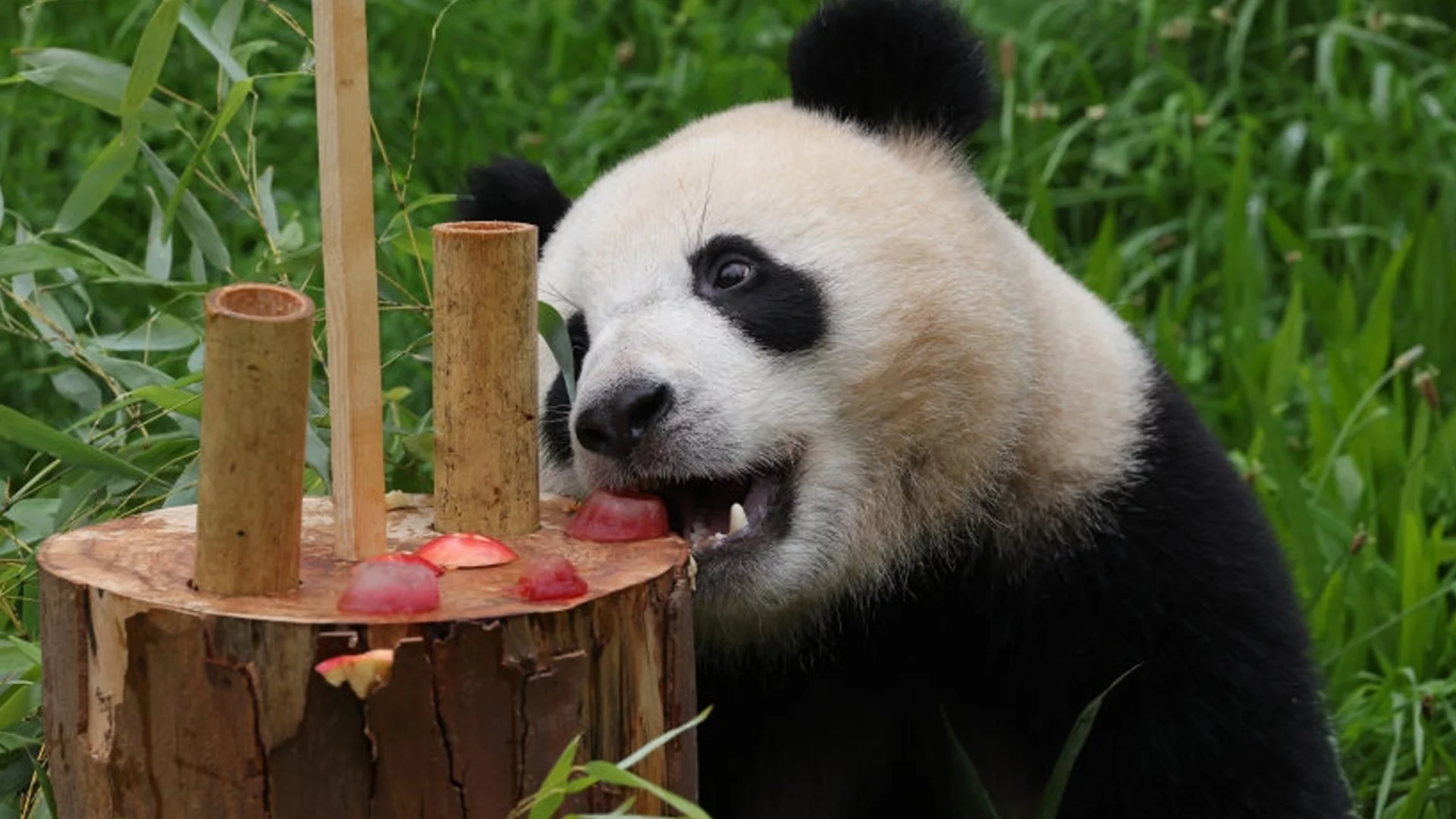 Зоопаркът във Вашингтон посреща внук на пандите, които върна на Китай