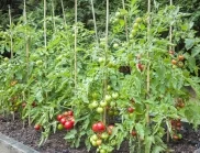 Поливане на доматите само веднъж седмично дори в жегата - ето каква е тайната 
