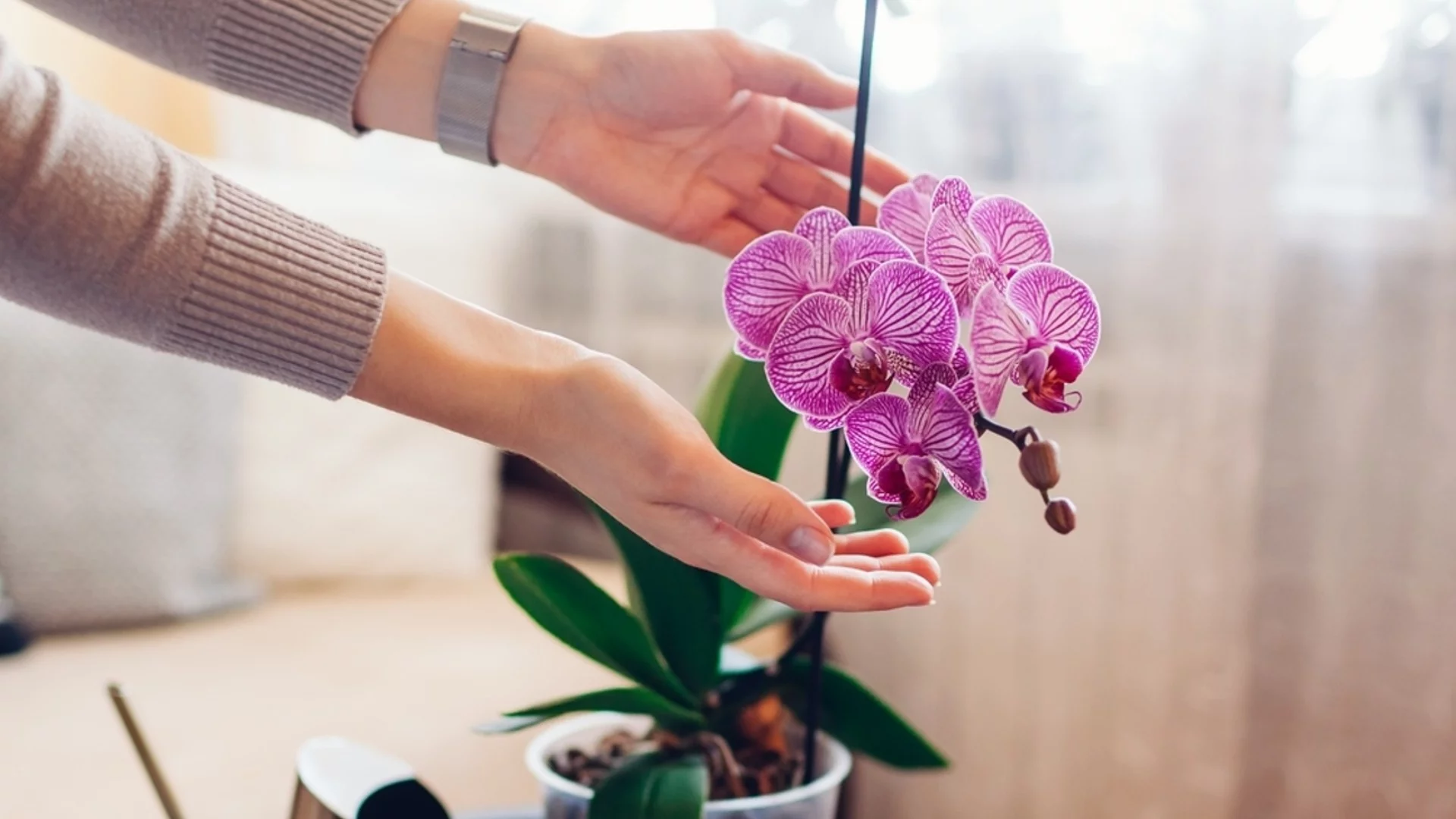 90% от собствениците на орхидеи правят тази грешка: вижте къде сте я сложили