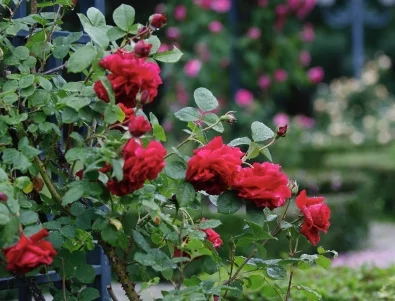 Каква схема за пръскане на розите се следва най-често?