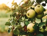 Правила и грешки при пръскане на ябълката